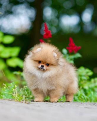 Spitz Di Pomerania Mini