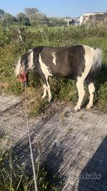 Pony femmina