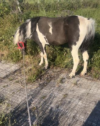 Pony femmina