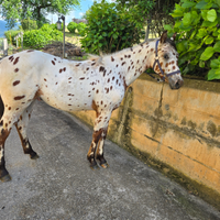 Puledro appaloosa leopard