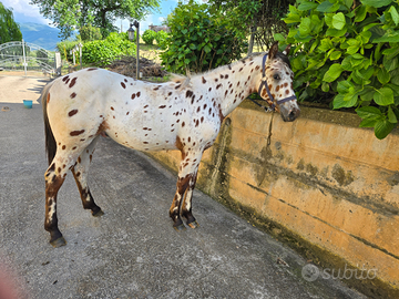 Puledro appaloosa leopard