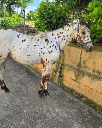 Puledro appaloosa leopard