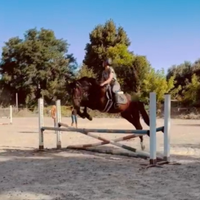 Puledro da salto 3 anni