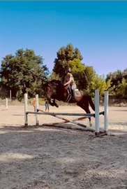 Puledro da salto 3 anni