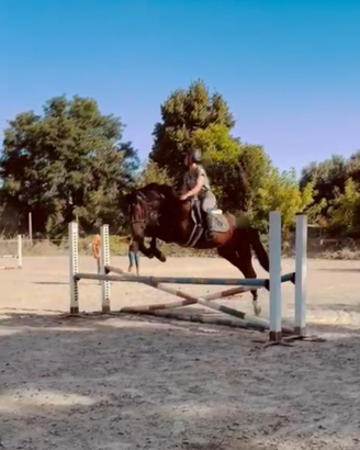 Puledro da salto 3 anni