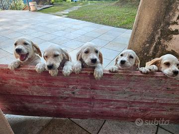 Cucciolo setter inglese