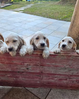 Cucciolo setter inglese