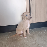 Cuccioli di piccolo levriero italiano
