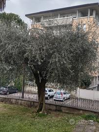 tre alberi di olivo e due palme