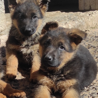 Femmine pastore tedesco