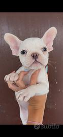 Bulldog francese