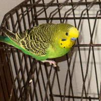 Cocorita