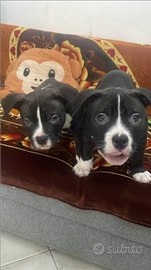 American bully pocket