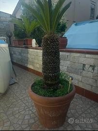 Cycas con vaso in Creta