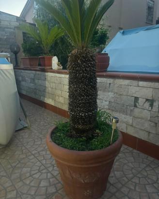 Cycas con vaso in Creta