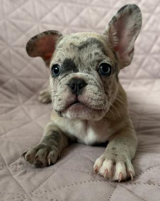 Cucciolo di bulldog francese esotico