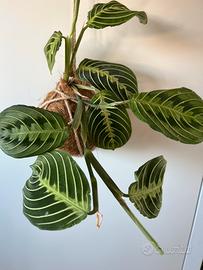 Kokedama in fibra di cocco , Maranta lemon Lime