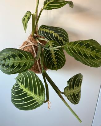Kokedama in fibra di cocco , Maranta lemon Lime