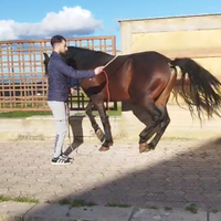 Puledro andaluso