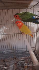 Coppia di separabili