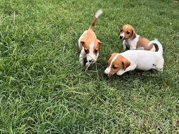 Jack russel