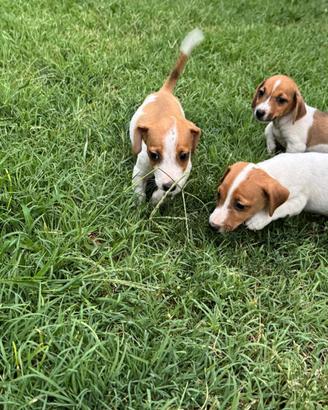 Jack russel