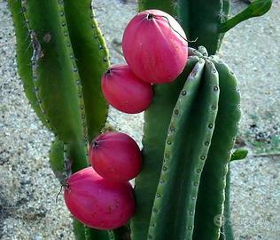 Cactus Gigante, produce le Mele del Deserto