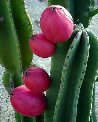 Cactus Gigante, produce le Mele del Deserto