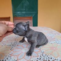 Cuccioli di buldog francese