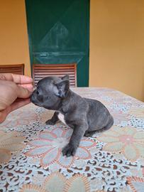 Cuccioli di buldog francese