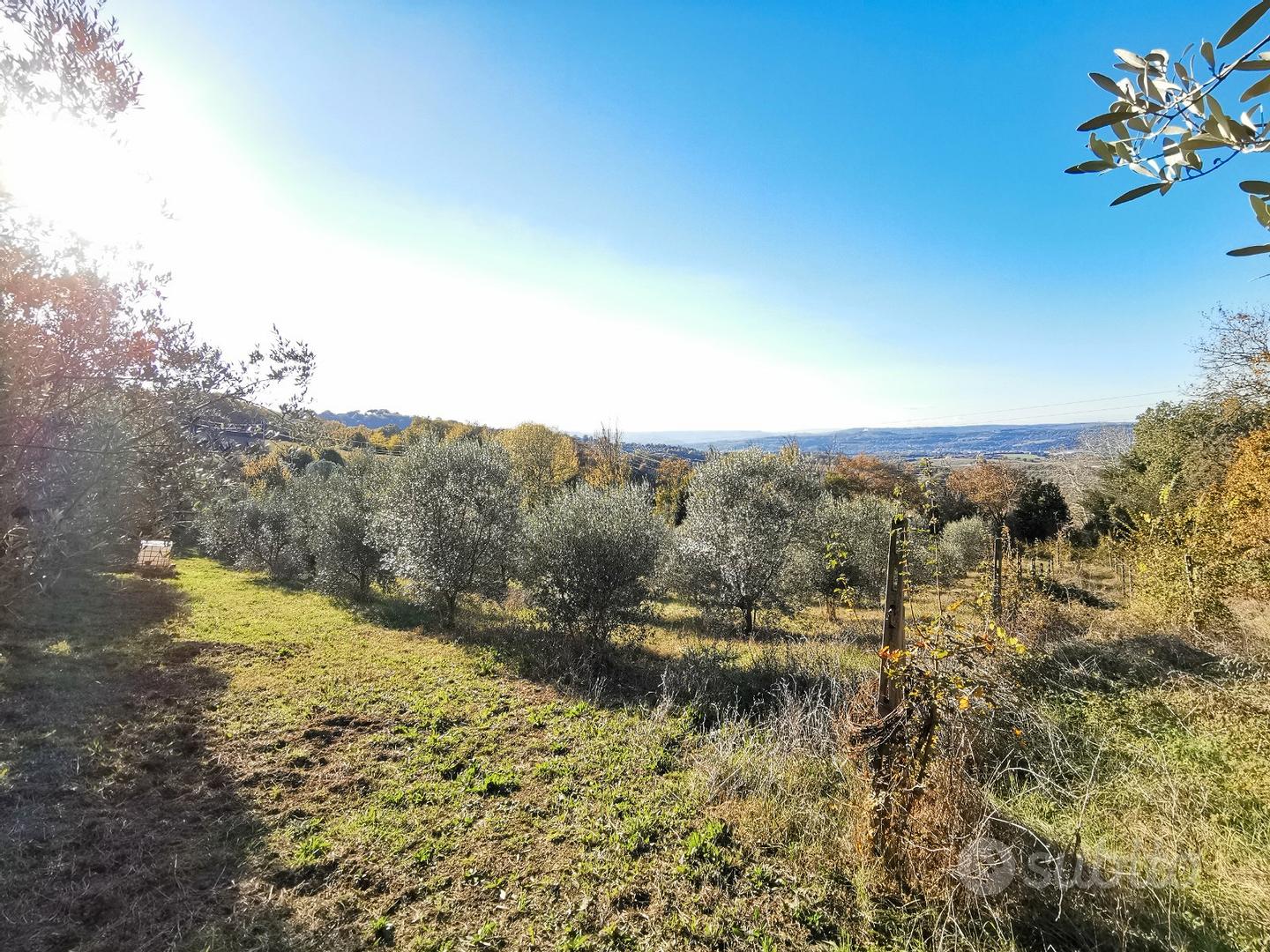 Terreno agricolo con uliveto - View 2