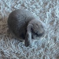 Coniglio ariete nano colore perla di fata