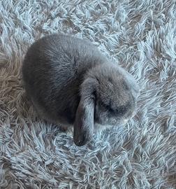 Coniglio ariete nano colore perla di fata