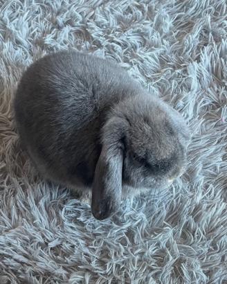 Coniglio ariete nano colore perla di fata