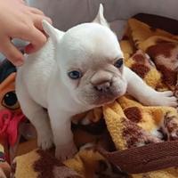 Bulldog francesi per monte/inseminazione