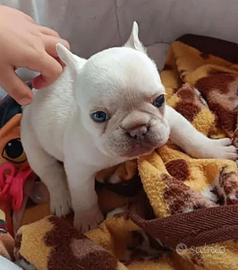 Bulldog francesi per monte/inseminazione