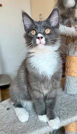 Cucciolo maine coon maschio pedigree