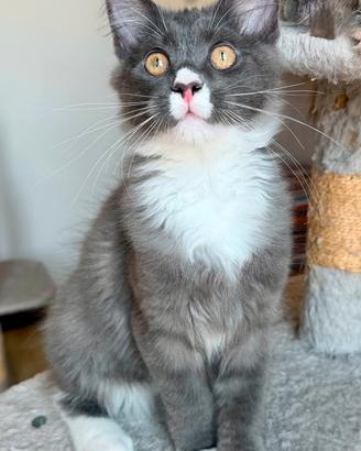 Cucciolo maine coon maschio pedigree