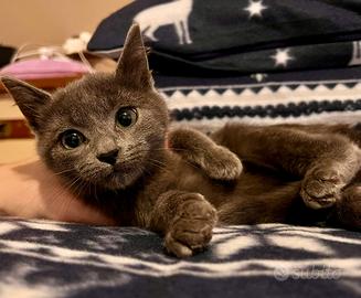 Cucciolo certosino persiano