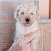 Cucciole di barboncino toy bianchi