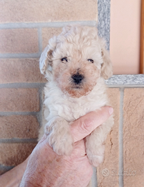 Cucciole di barboncino toy bianchi