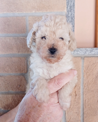 Cucciole di barboncino toy bianchi