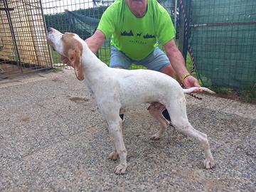 Cucciolone di Pointer Inglese