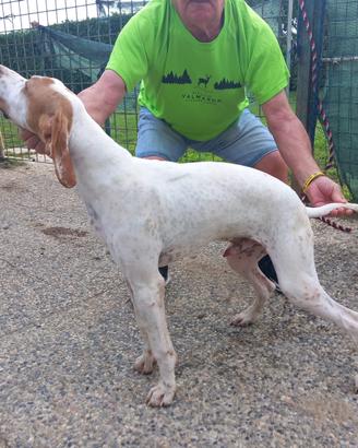 Cucciolone di Pointer Inglese