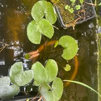 piante laghetto ninfee di diversi colori