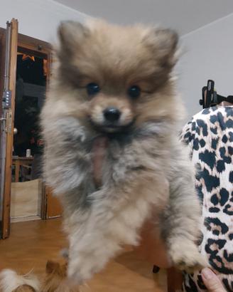 Volpini di Pomerania