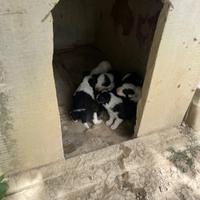 Cuccioli di Border Collie