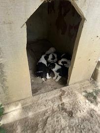 Cuccioli di Border Collie