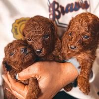 Cuccioli di barboncino Red