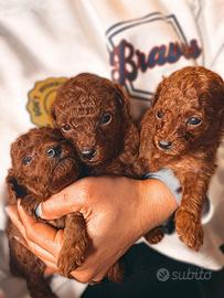 Cuccioli di barboncino Red